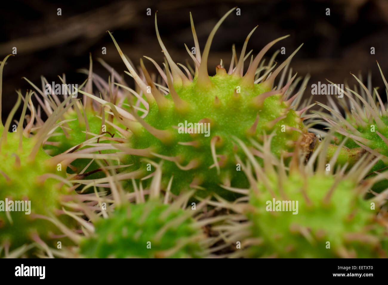 Chiudere l immagine di immaturi di Ippocastano semi Foto Stock