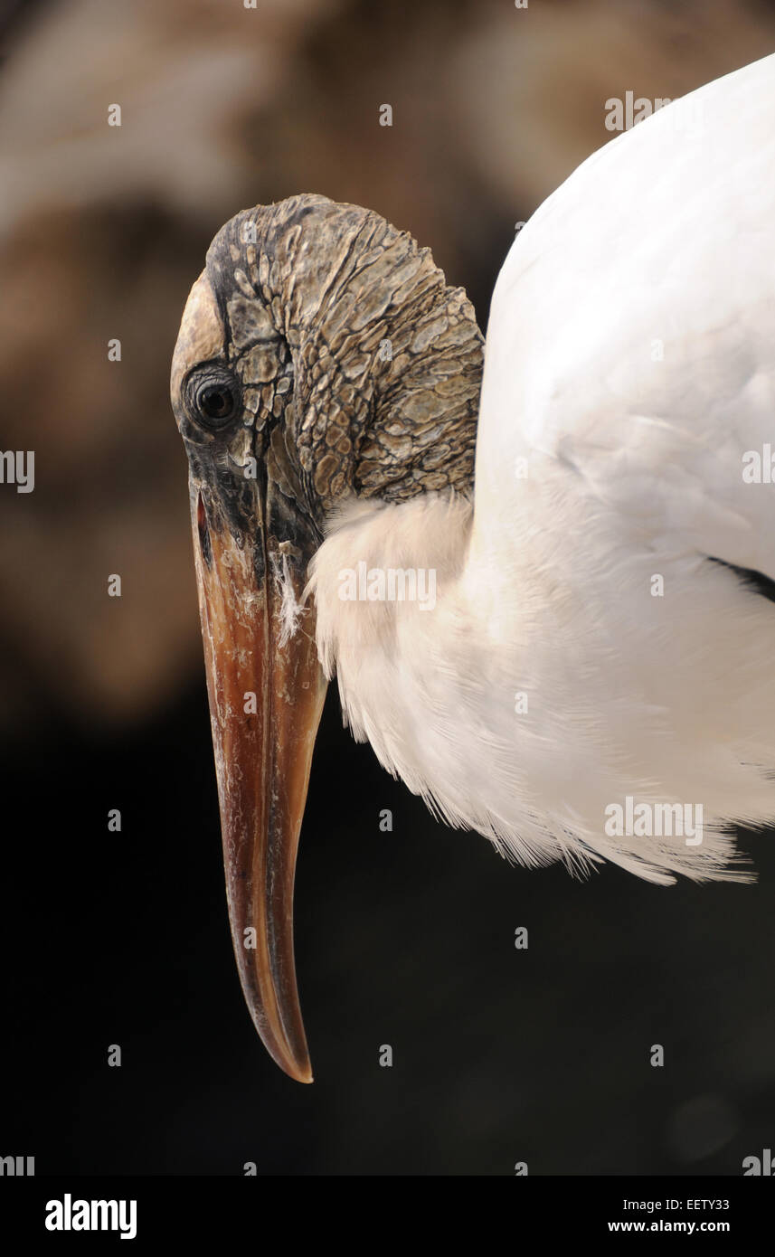 Cicogna legno comunemente visto in Everglades della Florida Foto Stock