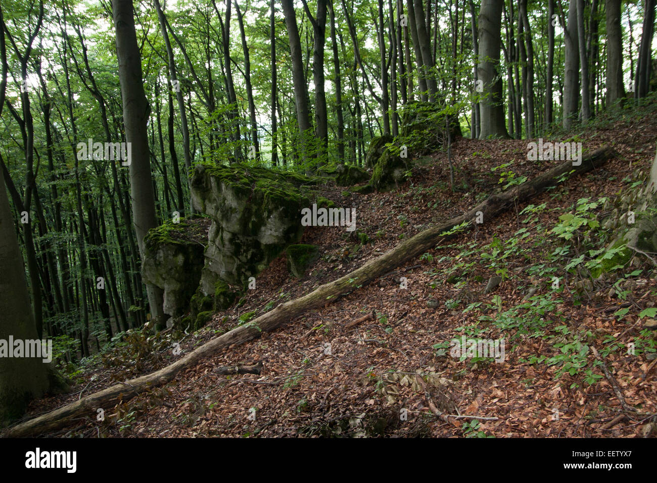 Gli alberi della foresta di pietra Franconia Rock Germania Foto Stock