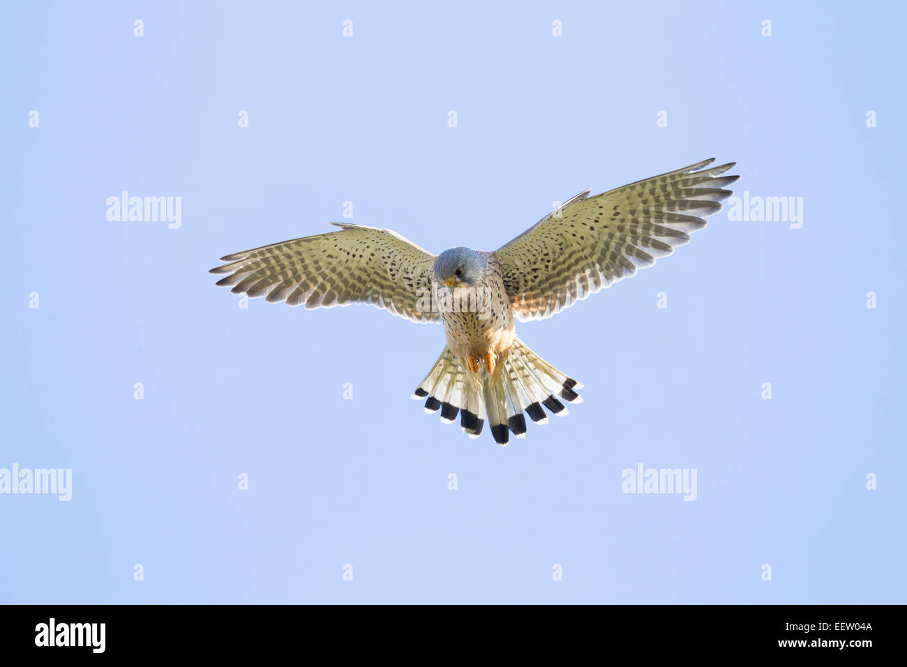 Unico maschio adulto comune Gheppio Falco tinnunculus in bilico contro il cielo blu con le ali e la coda tesa Foto Stock