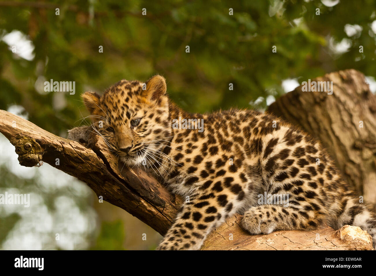 Estremamente raro leopardo di Amur Cub (Panthera Pardus orientalis) seduti sulle rocce Foto Stock