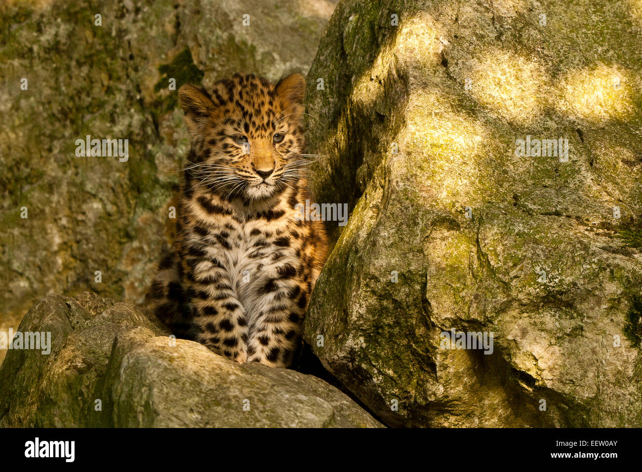 Estremamente raro leopardo di Amur Cub (Panthera Pardus orientalis) seduti sulle rocce Foto Stock