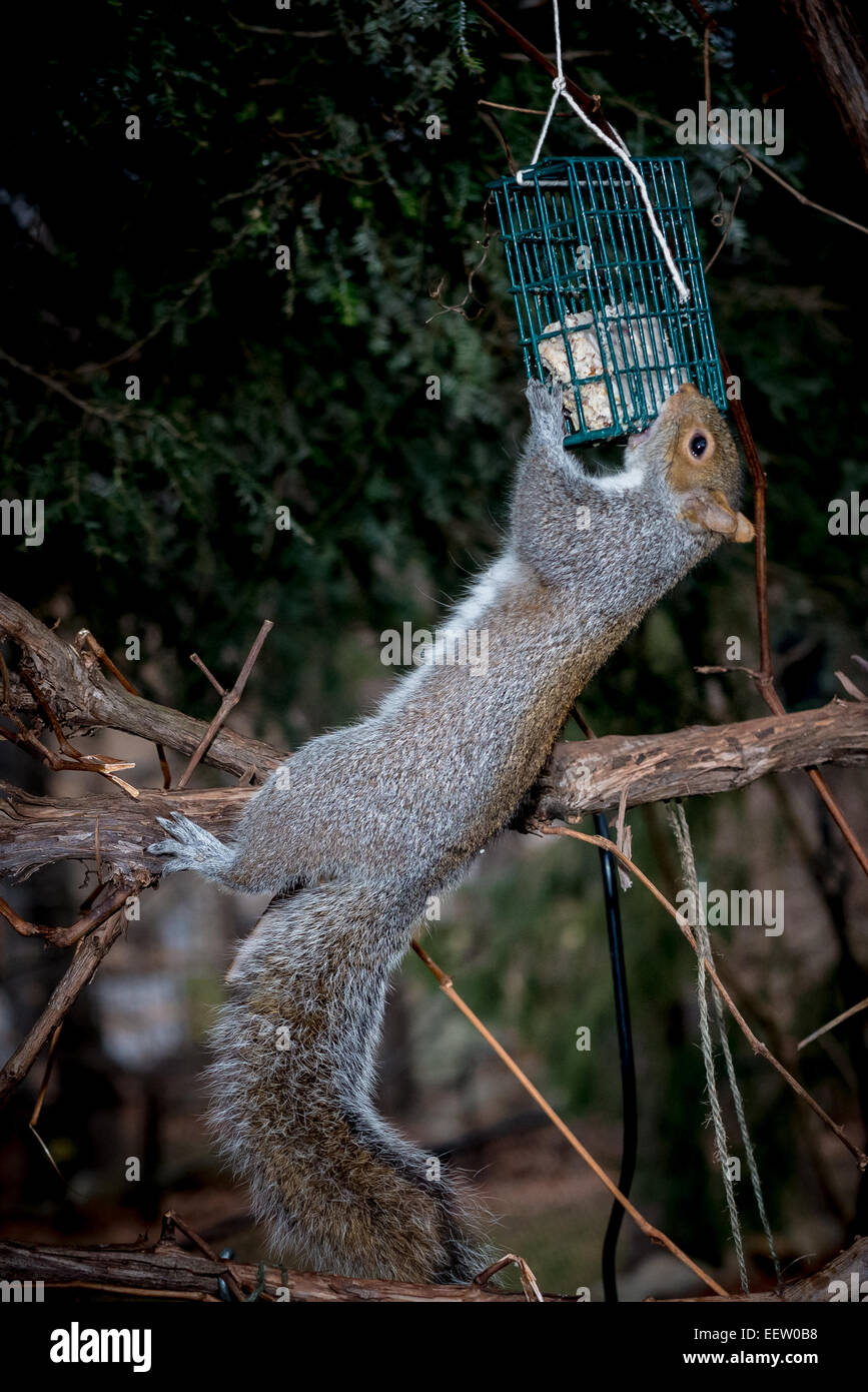 Scoiattolo grigio su Bird Feeder Foto Stock