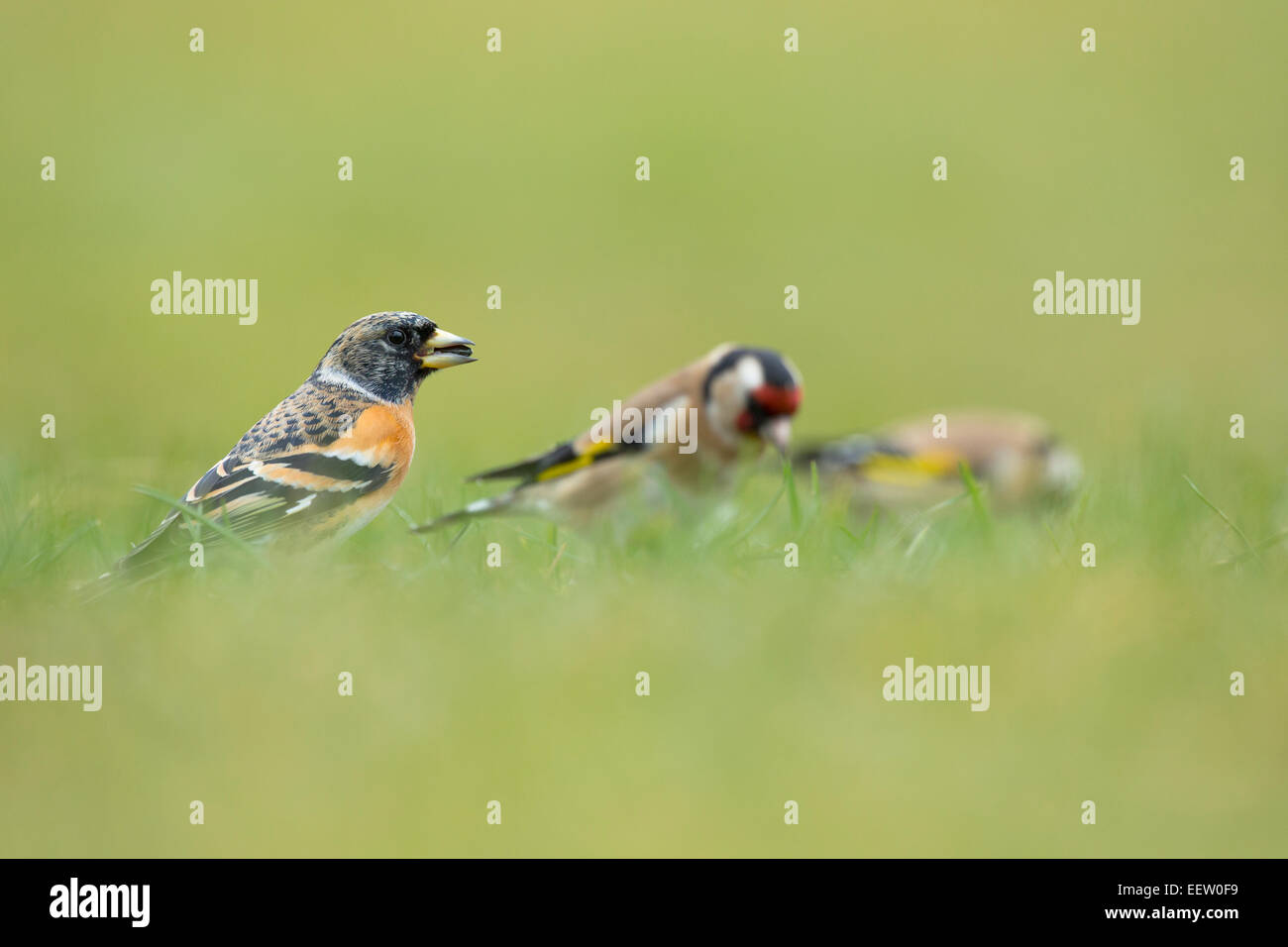 Brambling Fringilla montifringilla con due cardellino in alimentazione di sfondo su un seme in erba con al di fuori della messa a fuoco in primo piano Foto Stock