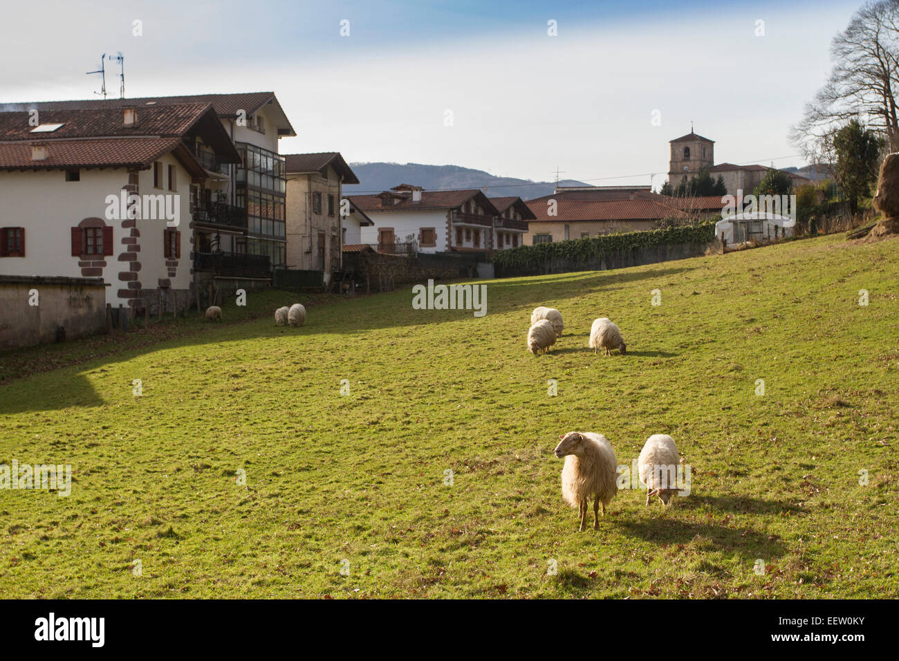 Le navi in un campo di Bera village, Navarra, Spagna Foto Stock