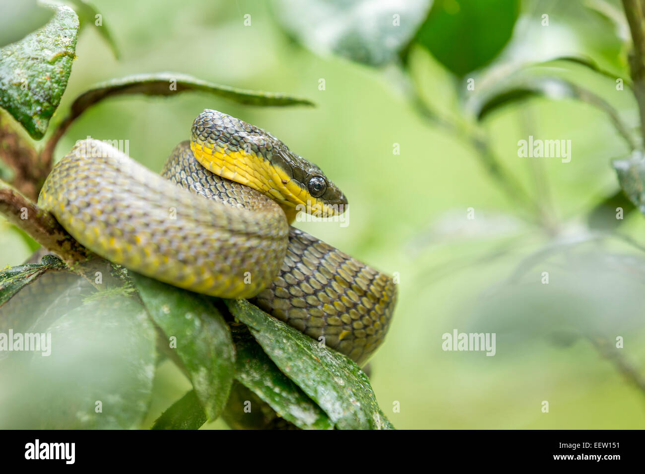 Bird-eating Snake Pseustes poecilonotus avvolto in cespuglio vicino Boca Tapada, Costa Rica, febbraio 2014. Foto Stock