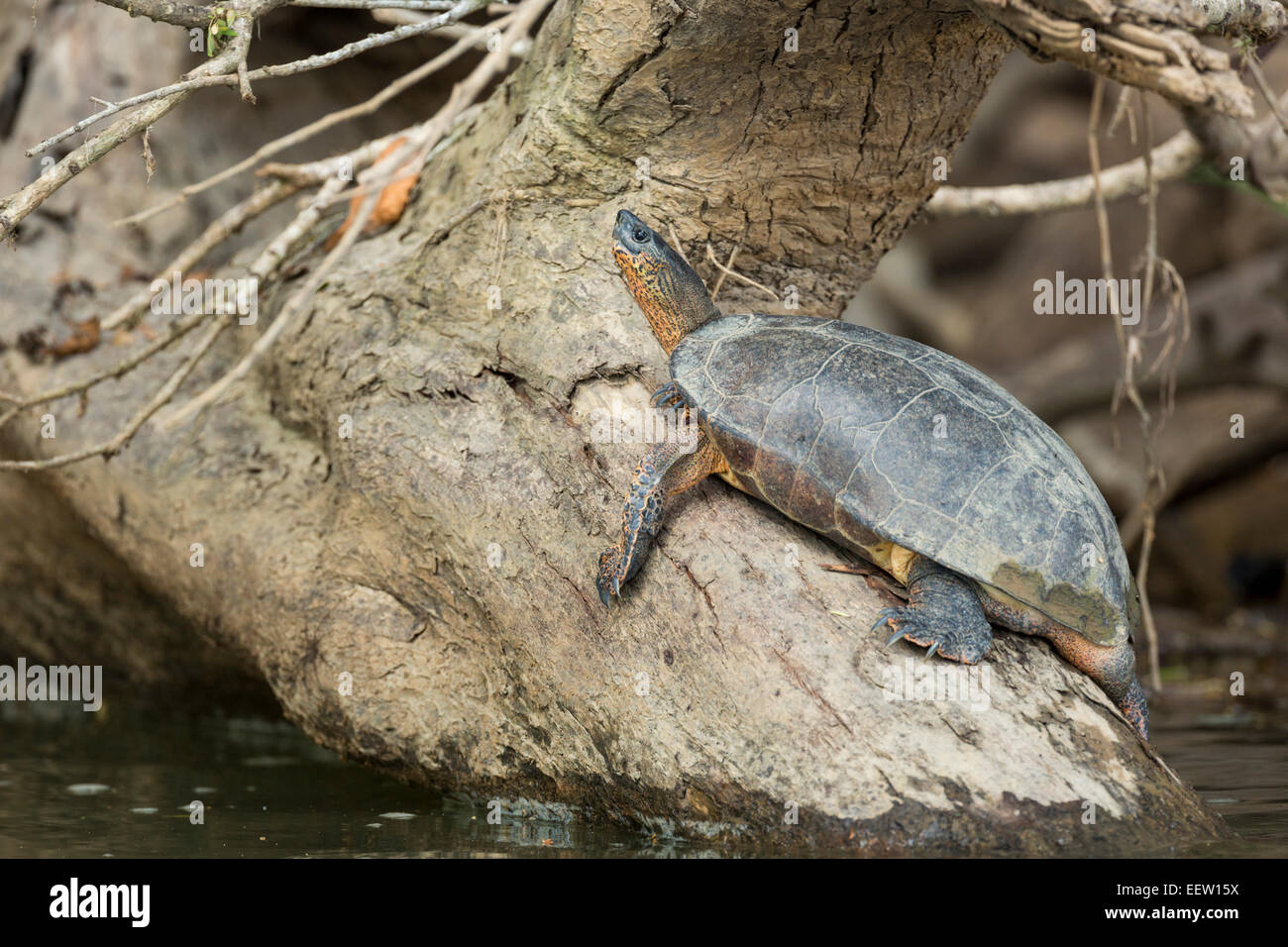 Black River Turtle Rhinoclemmys funerea in appoggio sul tronco nel Rio di San Carlos, vicino Boca Tapada, Costa Rica, febbraio 2014. Foto Stock