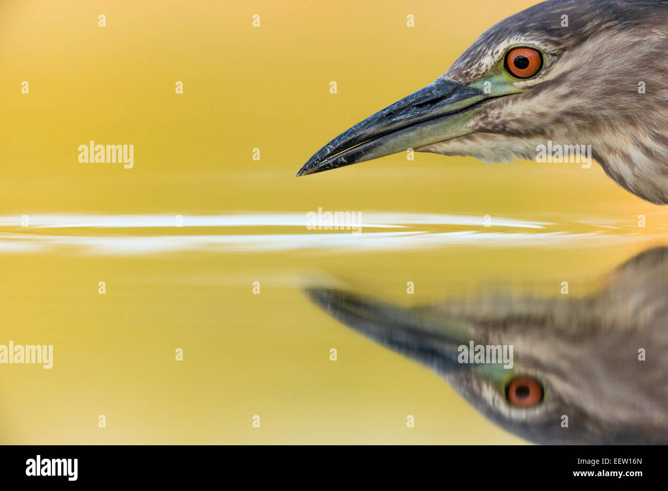 I capretti Nitticora Nycticorax nycticorax alimentando in acque poco profonde, Lago Csaj, Pusztaszer, Ungheria, Giugno 2014. Foto Stock