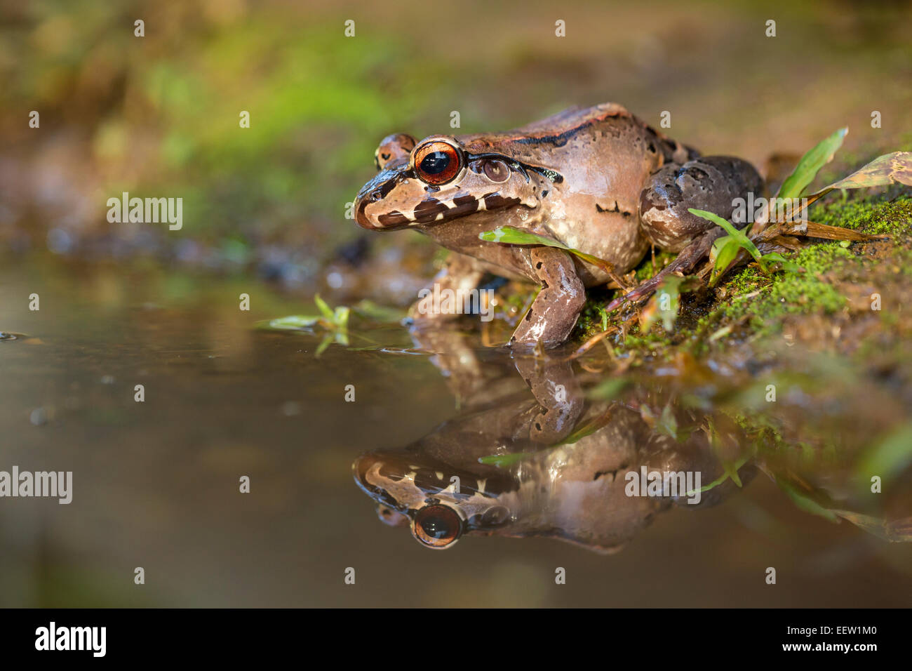 Giovani Smoky Jungle Frog Leptodactylus pentadactylus seduti accanto alla piscina vicino a Boca Tapada, Costa Rica, febbraio 2014. Foto Stock