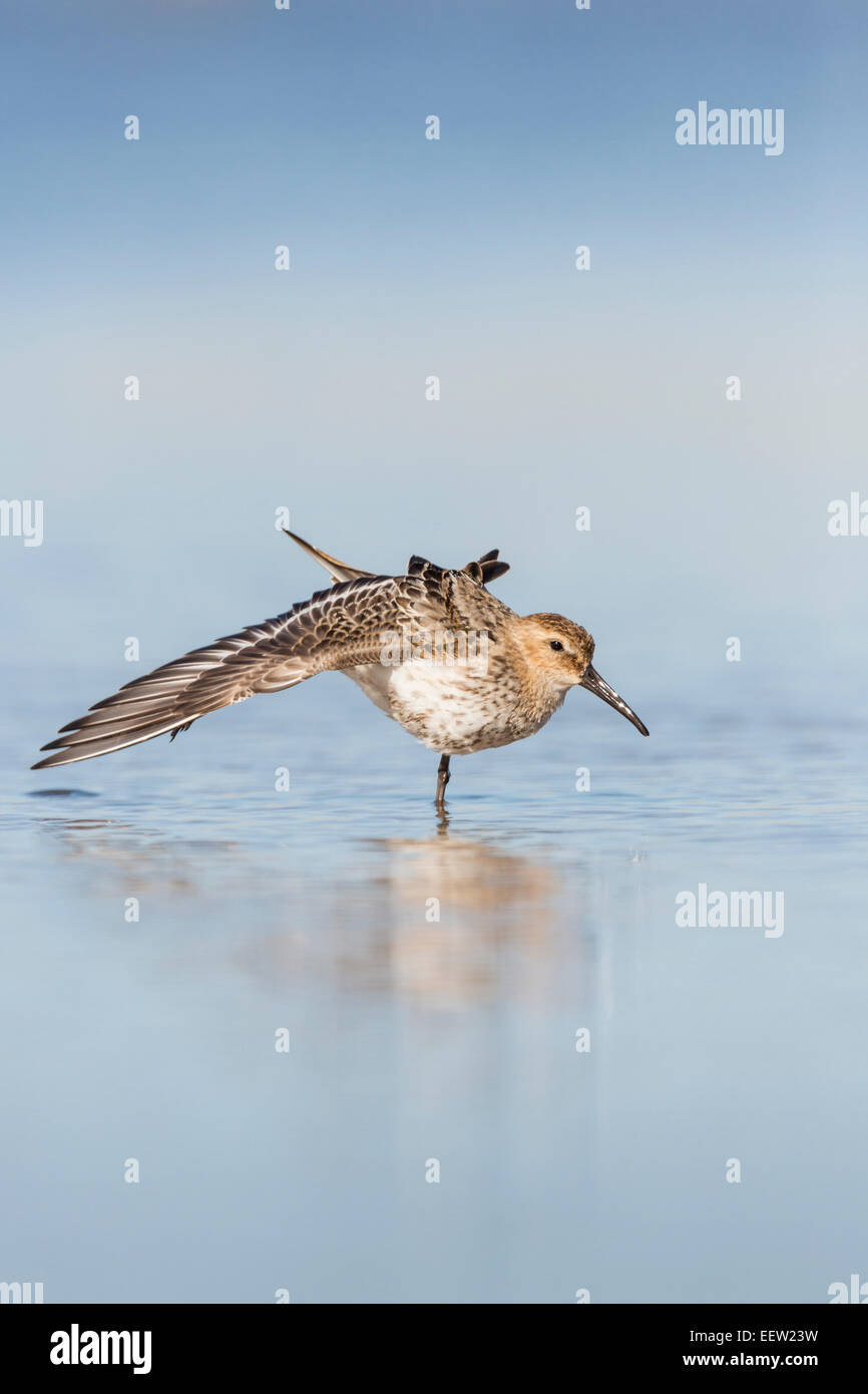 Dunlin Calidris alpina ala stretching in acqua poco profonda Cancella sfondo a Salthouse, Norfolk, Settembre, 2013. Foto Stock