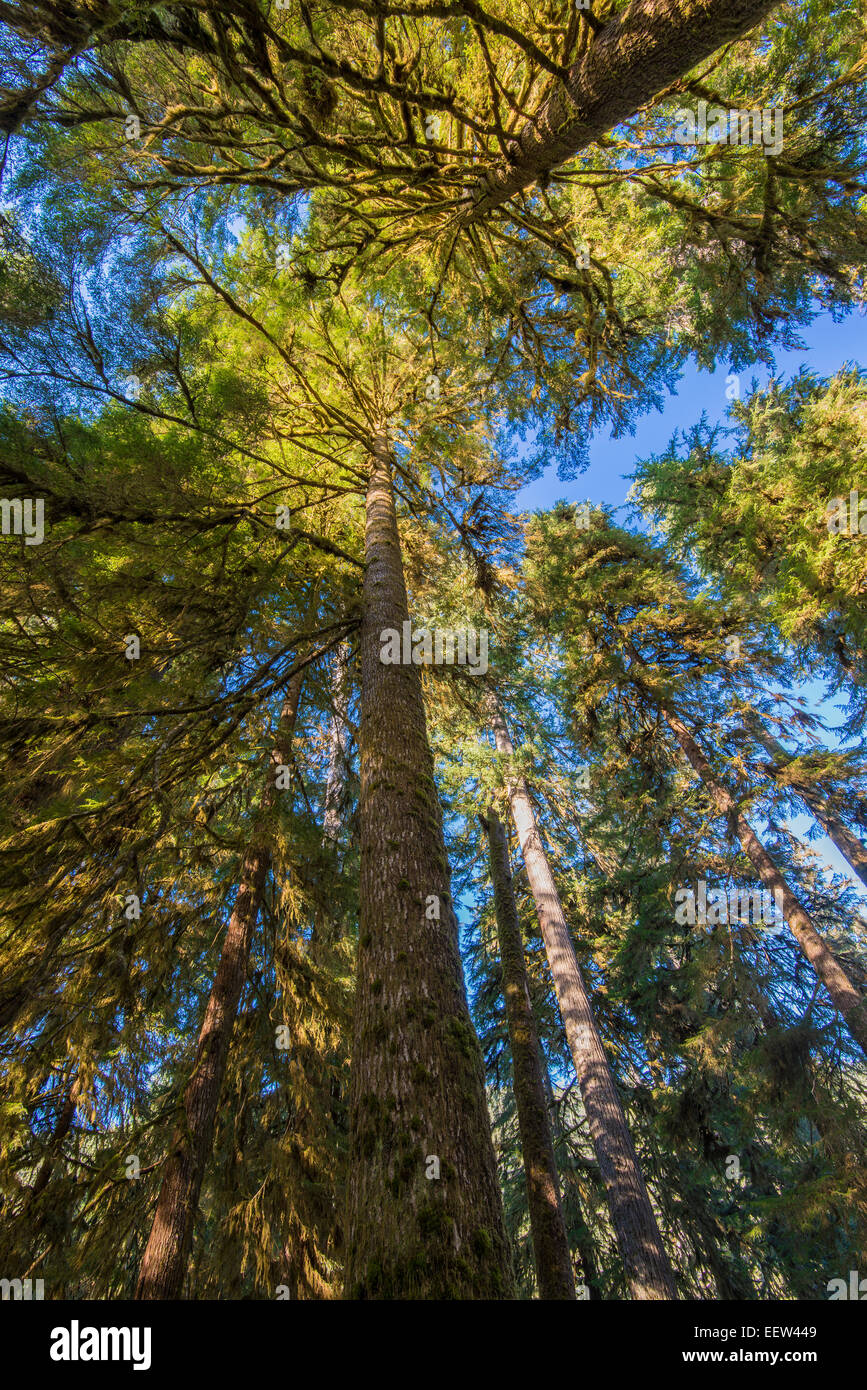 Sitka Spruce o Picea sitchensis, Hoh rainforest, il Parco Nazionale di Olympic, Washington, Stati Uniti d'America Foto Stock