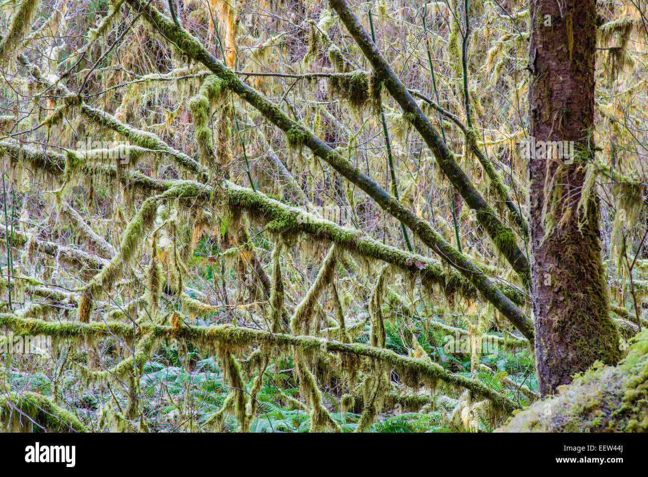 Muschi oggetto tree, Hoh rainforest, il Parco Nazionale di Olympic, Washington, Stati Uniti d'America Foto Stock