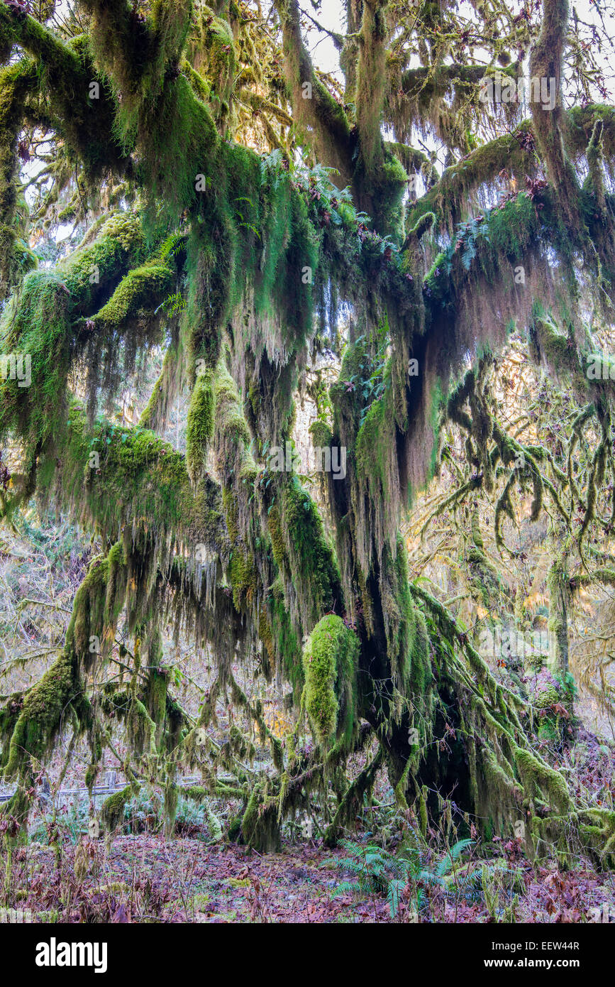 Coperte di muschio vecchio albero, Hoh rainforest, il Parco Nazionale di Olympic, Washington, Stati Uniti d'America Foto Stock