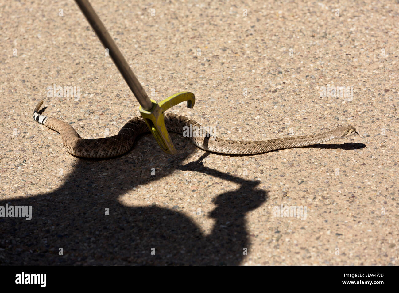 Rattlesnake essendo catturate con professional snake attrezzo di movimentazione sul cemento di Arizona Sonora Desert Museum di Tucson, Arizona. Foto Stock