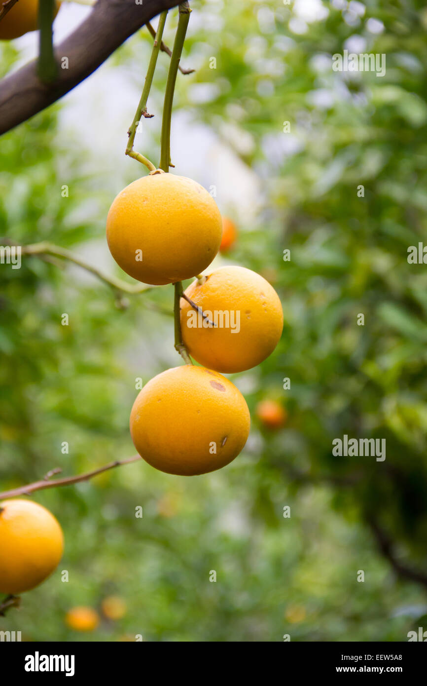 Il ramo con frutti di colore arancione visto da vicino con sfondo sfocato Foto Stock