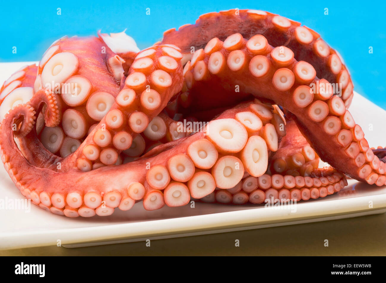 Raw tentacoli di polpo Foto Stock