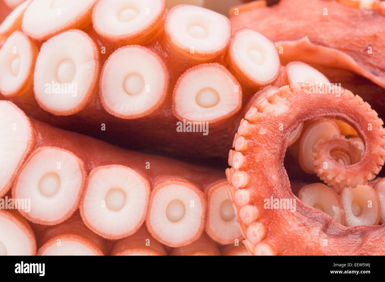 Raw tentacoli di polpo Foto Stock