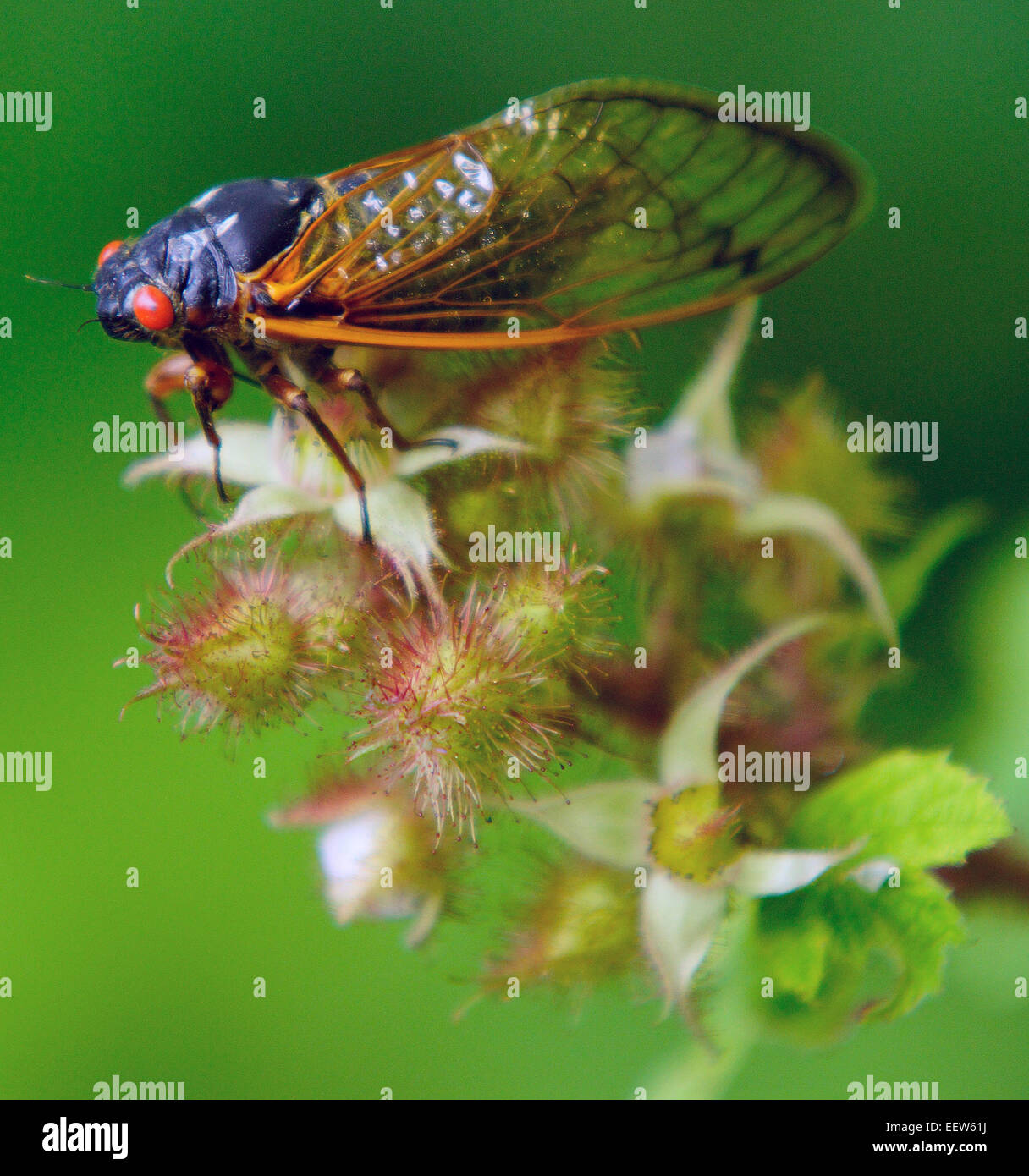 CT USA- Giugno 18, 2013. Una cicala su un ramo lungo Driftwood Lane in North Branford, dove una colonia di milioni di insetti emerse dalla loro 17-anno slumber per accoppiarsi e avviare il ciclo di nuovo. Foto Stock