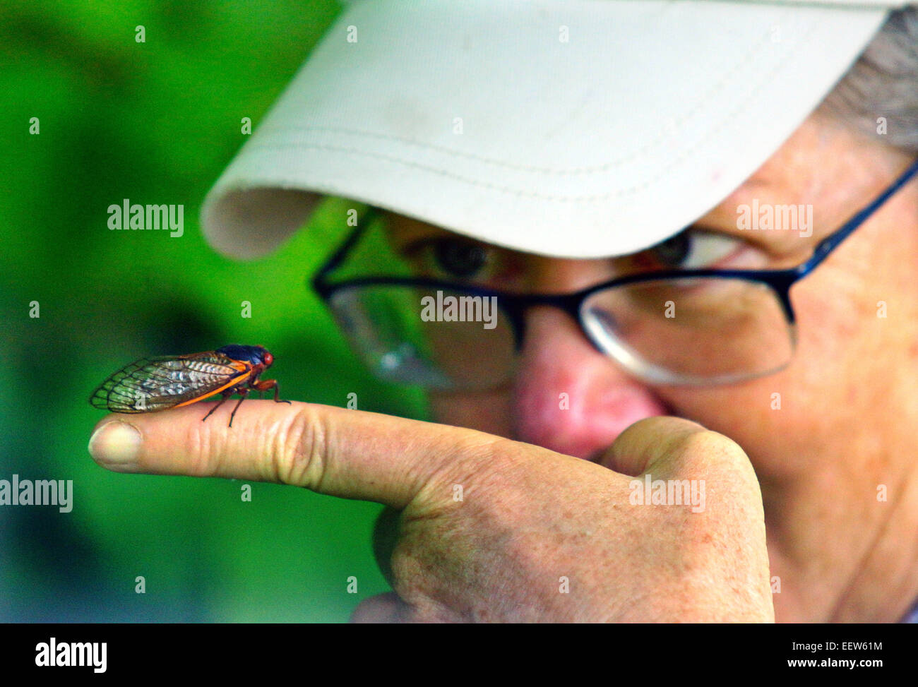 CT USA - Judy Preston di Old Saybrook guarda una cicala lungo Driftwood Lane in North Branford, dove una colonia di milioni di insetti emerse dalla loro 17-anno slumber per accoppiarsi e avviare il ciclo di nuovo. Foto Stock