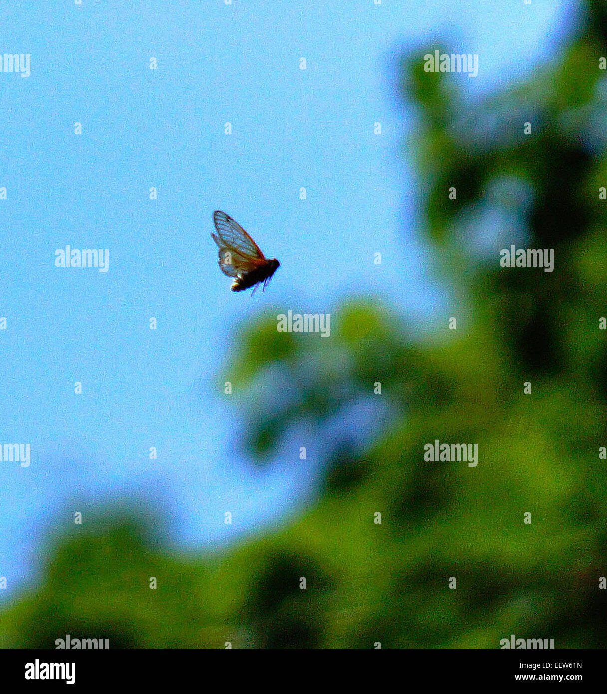 Branford CT USA- Giugno 18, 2013. Una cicala vola lungo Driftwood Lane in North Branford, dove una colonia di milioni di insetti emerse dalla loro 17-anno slumber per accoppiarsi e avviare il ciclo di nuovo. Foto Stock
