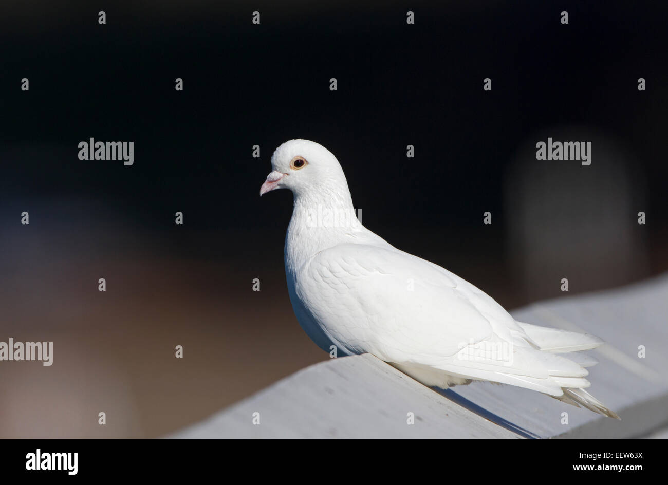 White Rock Pigeon Foto Stock