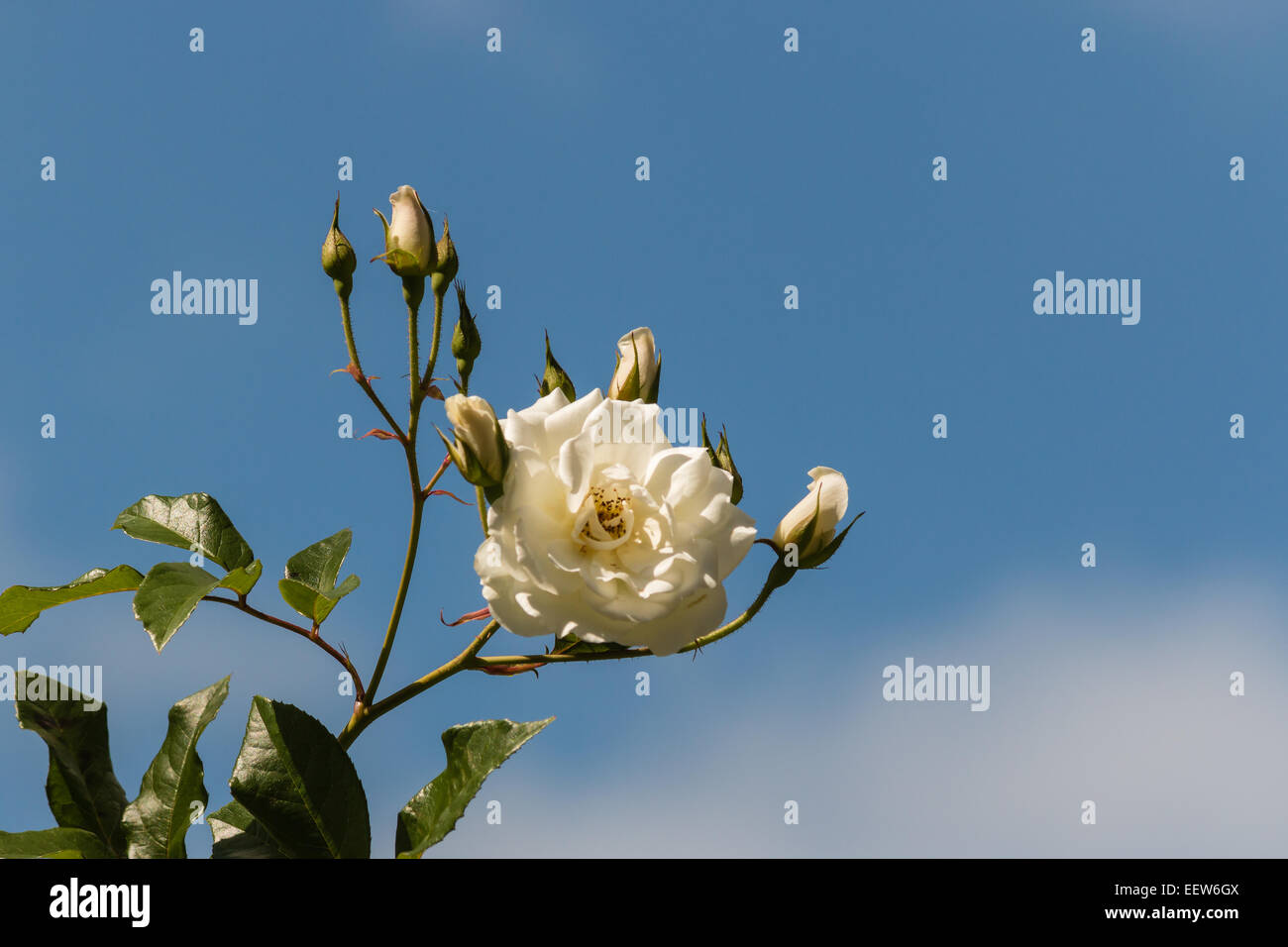 White rose con boccioli contro il cielo blu Foto Stock