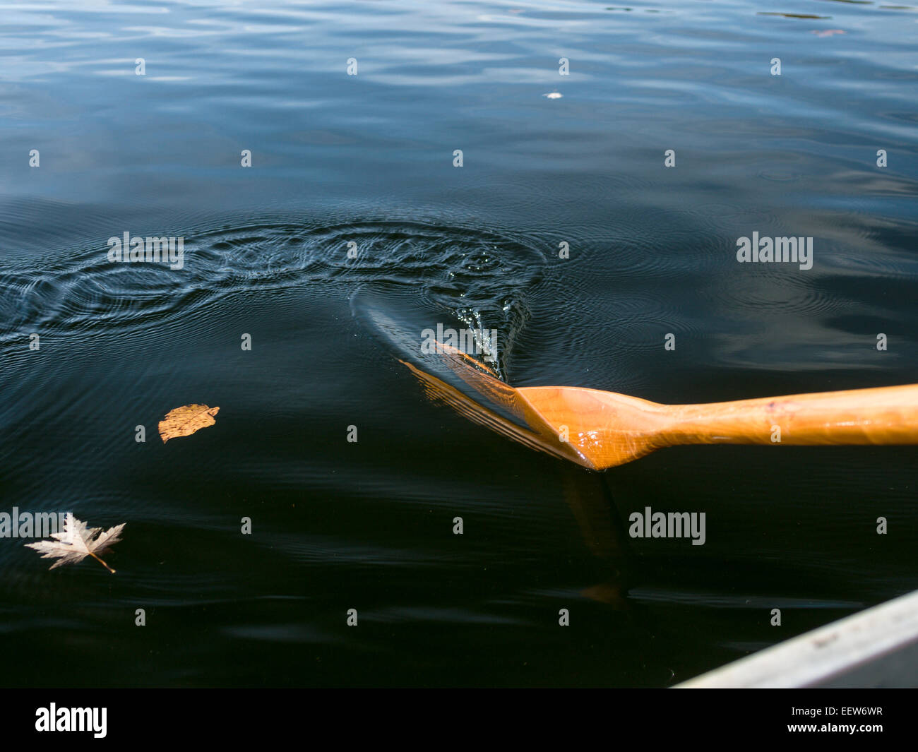 Remo in acqua liscia con foglie. Un remo si immerge in Lago di Liscia acqua per spingere la barca a remi in avanti. Barnes Lago, Thorne Township, Foto Stock