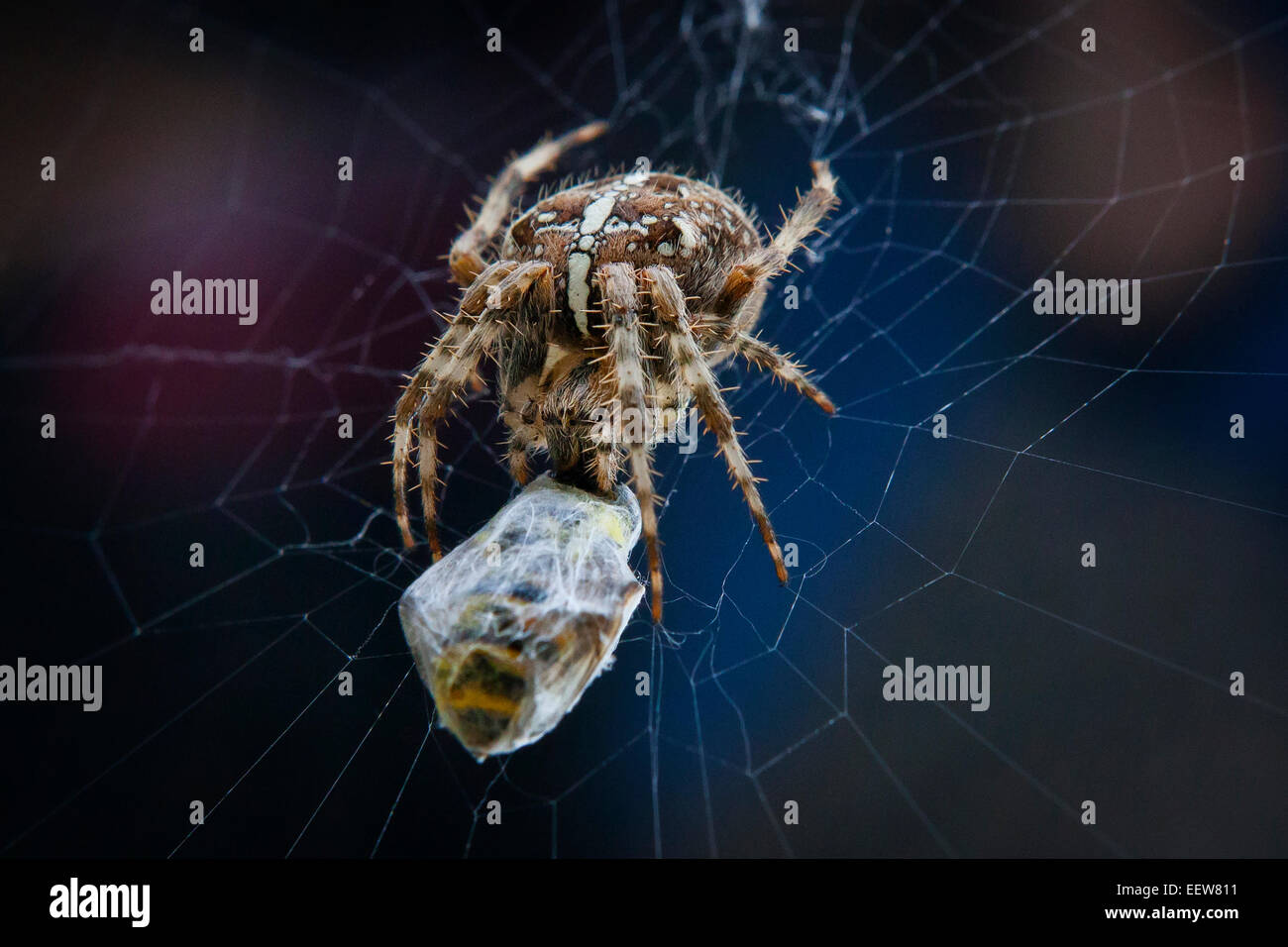 Un ragno alimentazione su una vespa Foto Stock