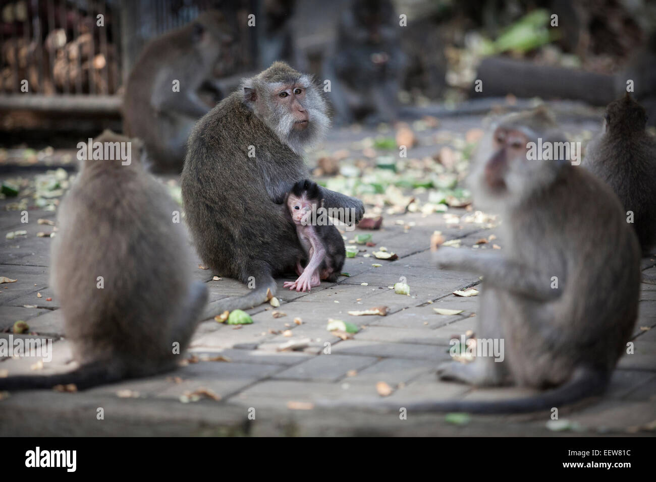 Un bambino e la Madre scimmia macaco in Indonesia Foto Stock