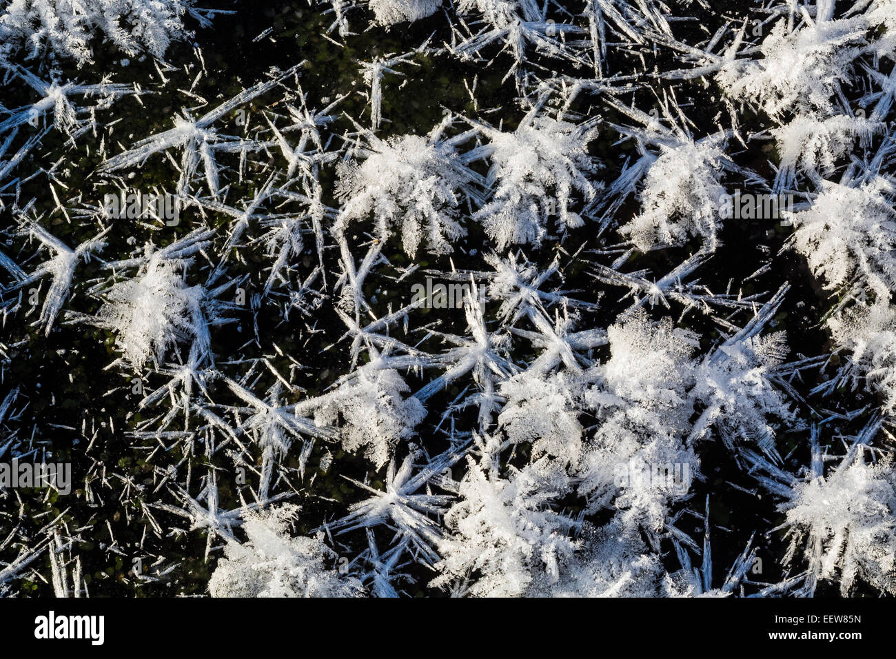 Frost intricate fiori che crescono in estremamente aria fredda sulla sommità di uno strato di ghiaccio a bordo di un torrente in Mecosta County, Michigan, Stati Uniti d'America Foto Stock