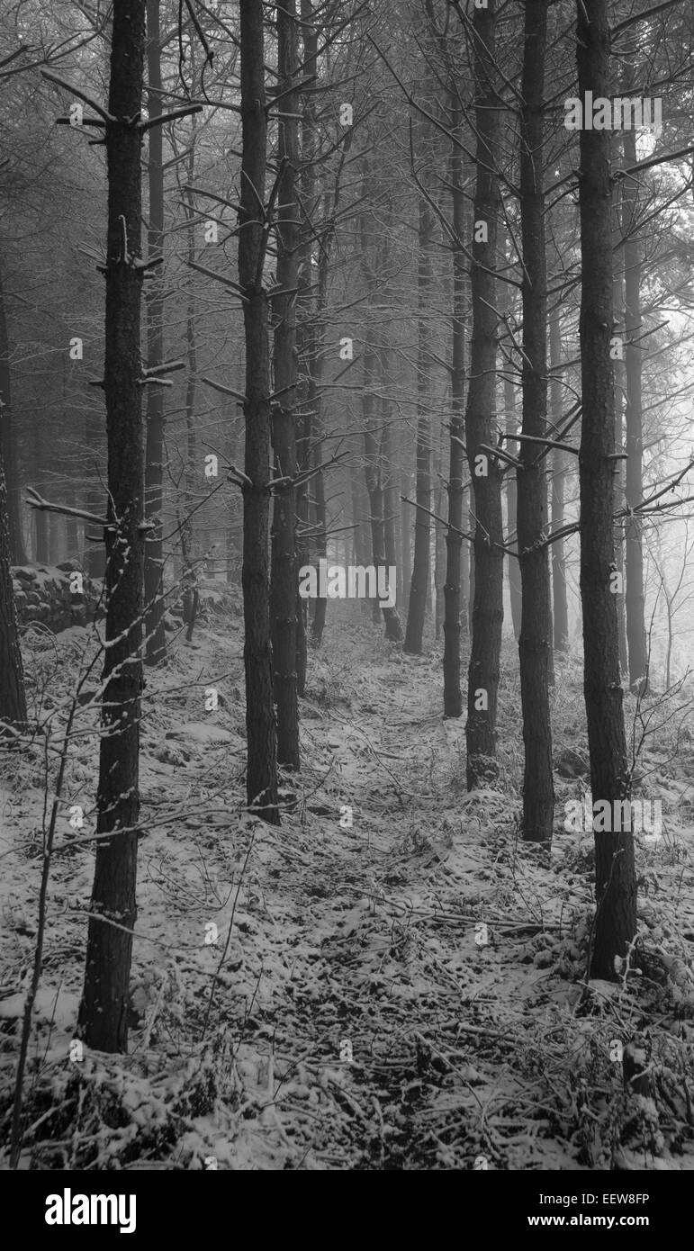 Inverno paesaggi innevati nello Yorkshire. Foto Stock