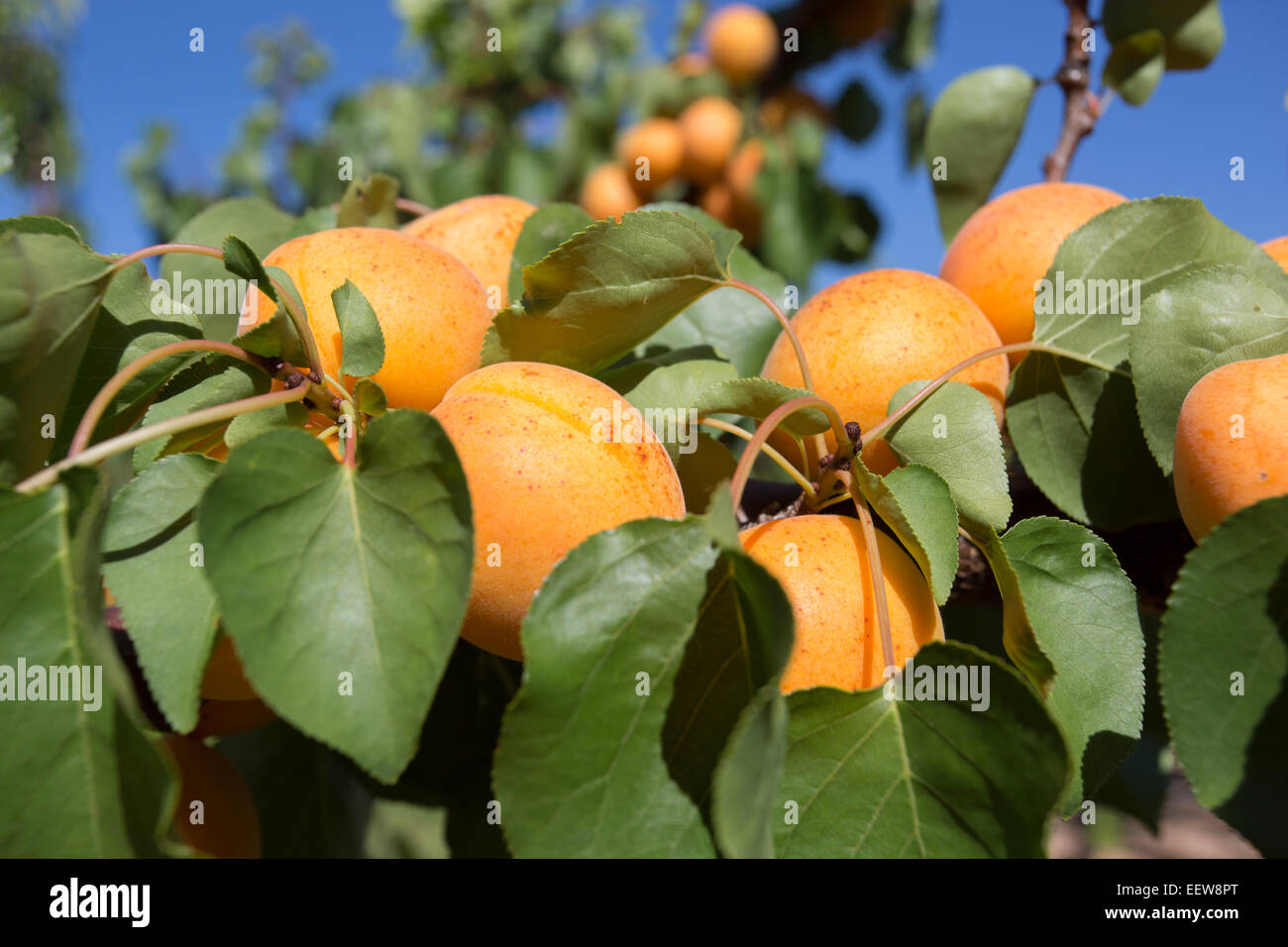 Le albicocche che crescono in Sud Australia Foto Stock