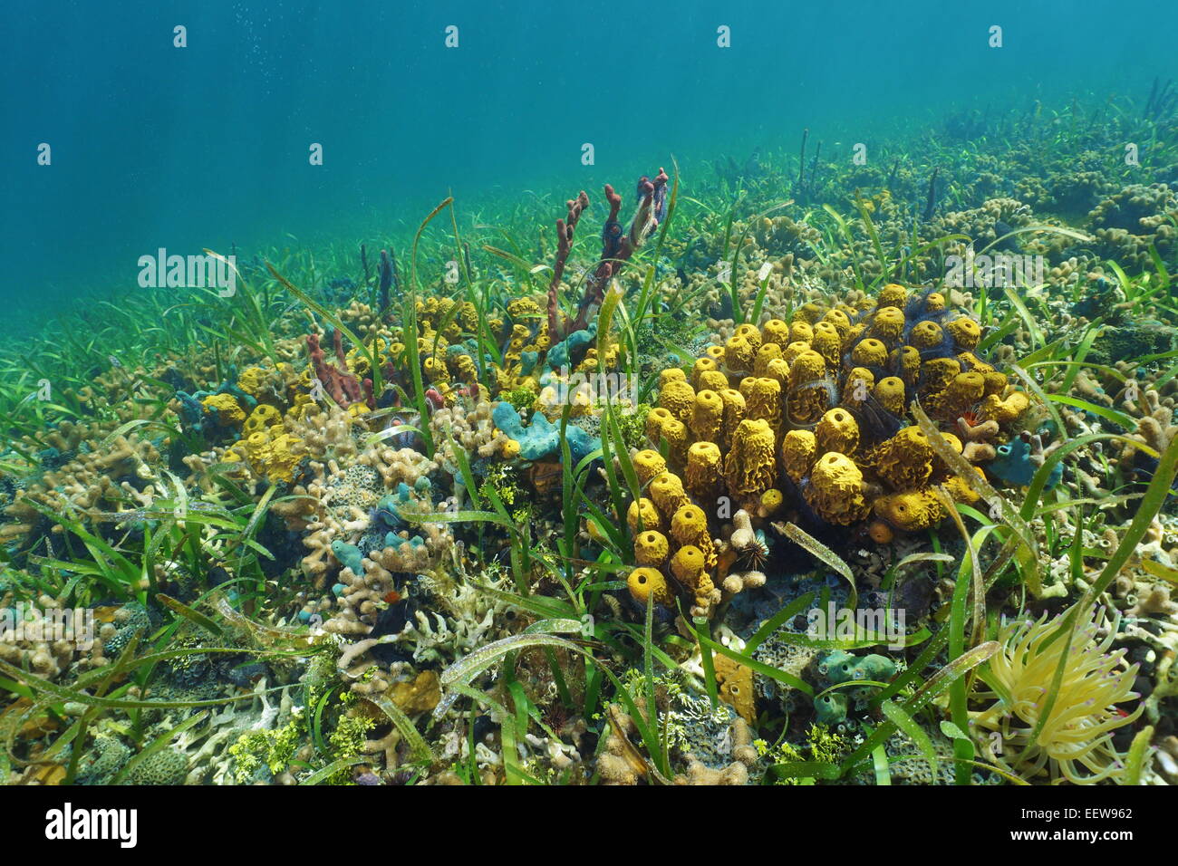 Colorato oceanici con spugne di mare su una scogliera di corallo Foto Stock