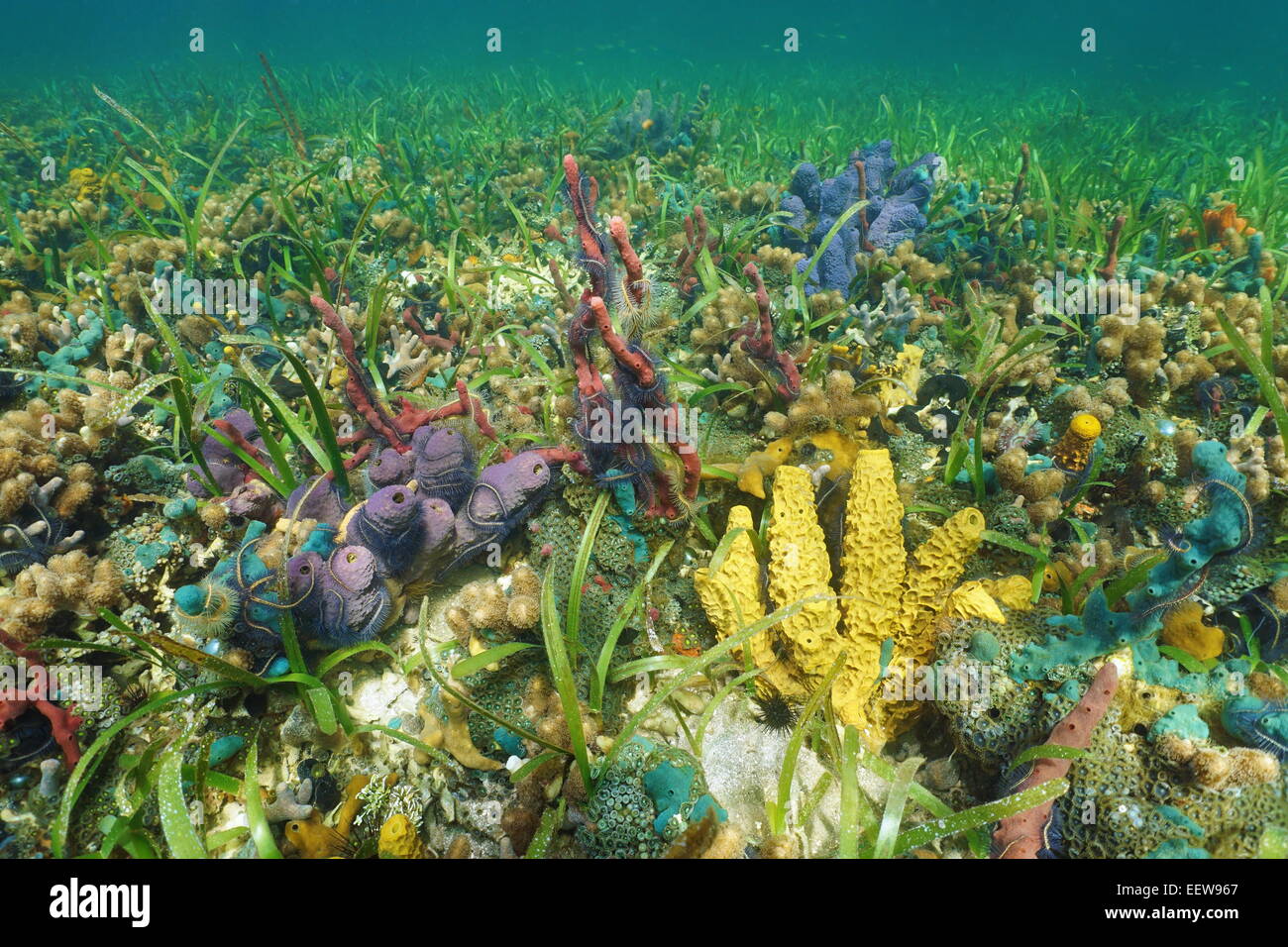 Fondale colorato con spugne di mare su una scogliera di corallo, Caraibi, Panama Foto Stock