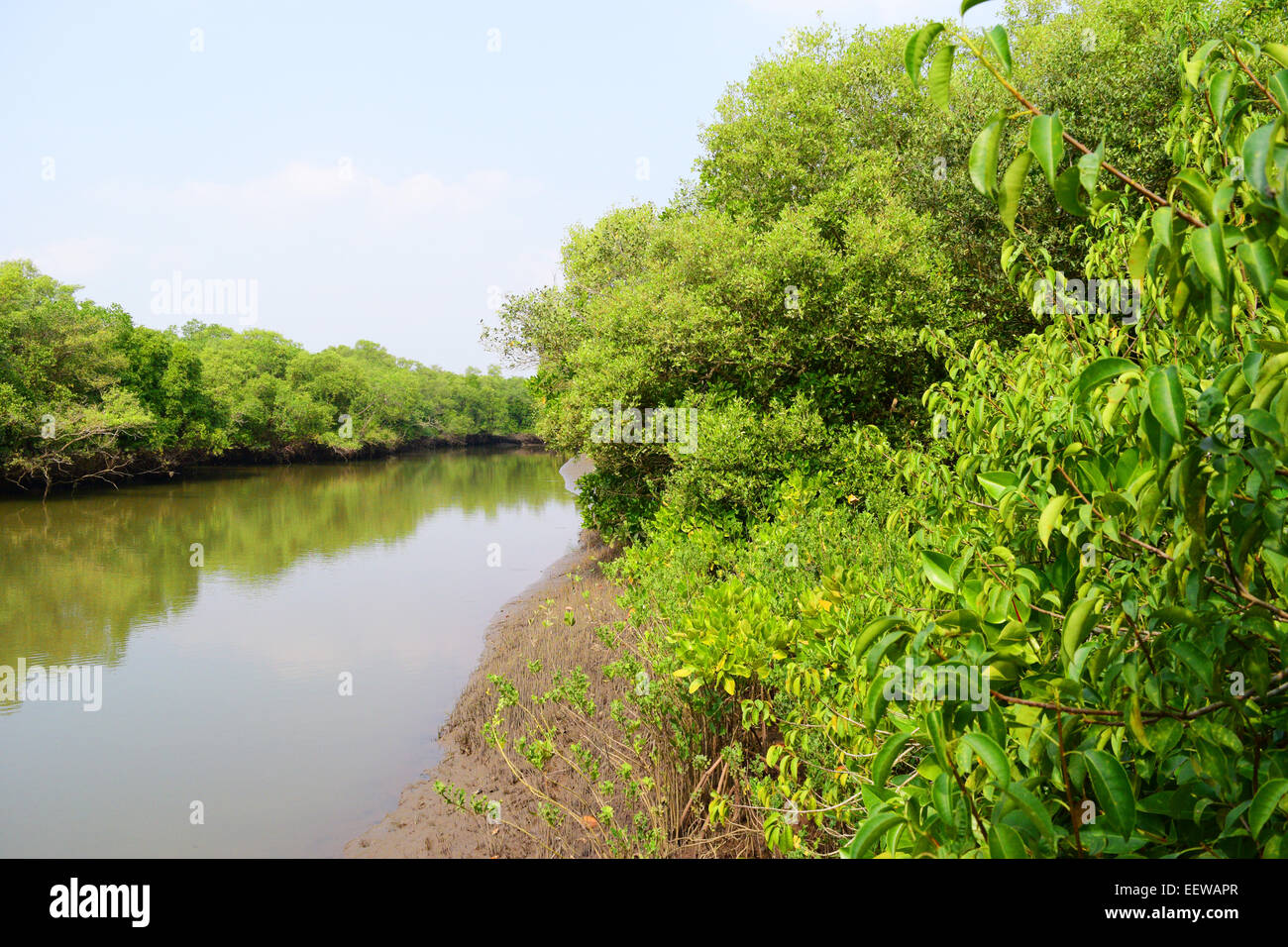 Mangrovie e le zone umide di Goa in India le foreste di mangrovie Foto Stock