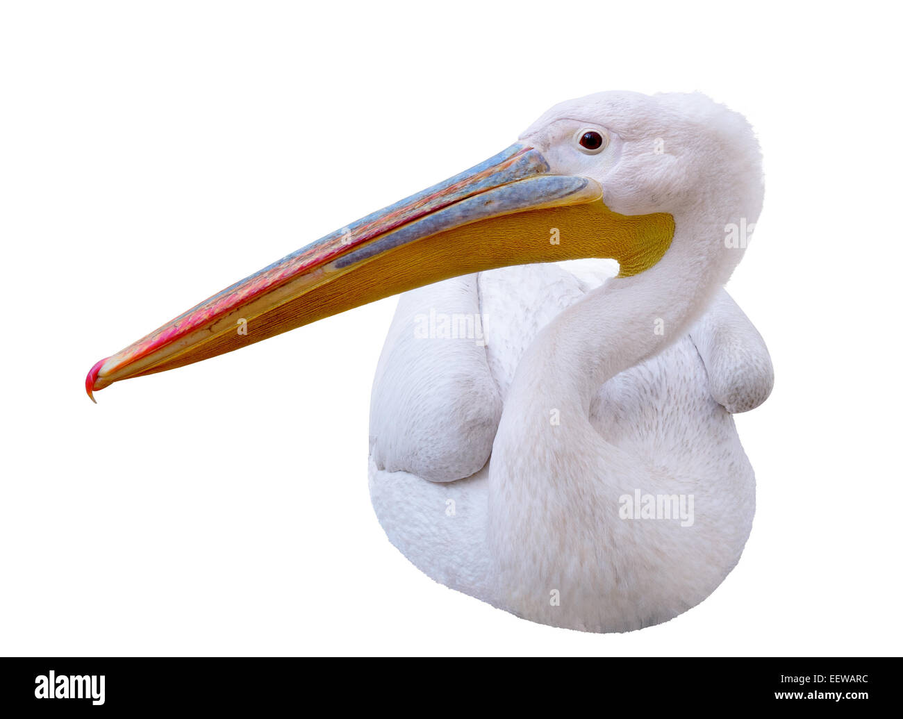 Pelican seduta lateralmente guarda nell'immagine. Isolato su sfondo bianco Foto Stock