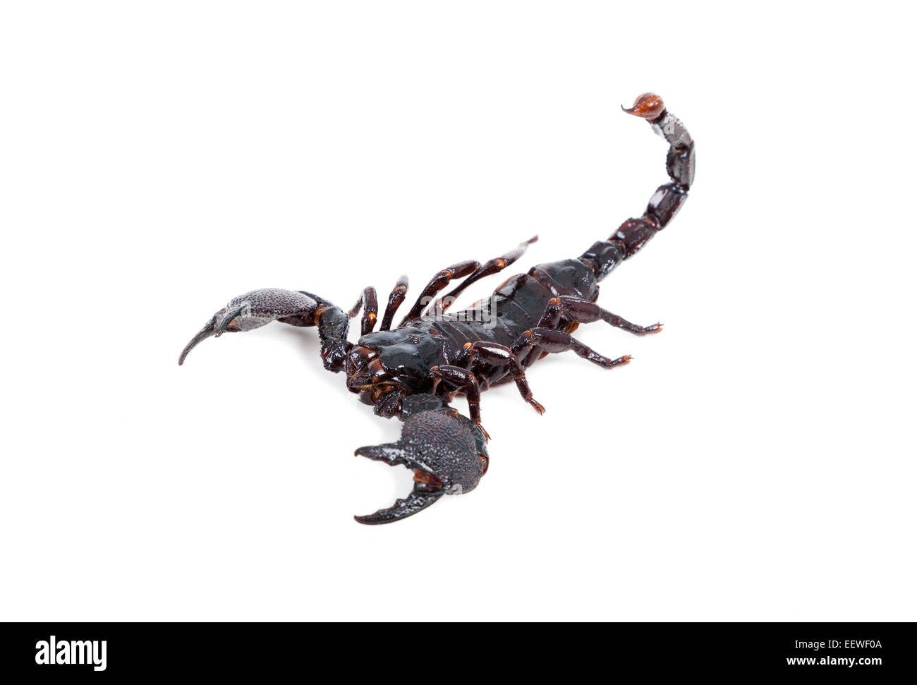 Scorpione nero isolato su sfondo bianco Foto Stock