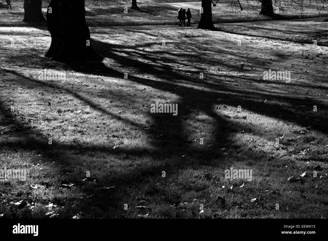 In inverno le ombre in Green Park, London, Regno Unito Foto Stock