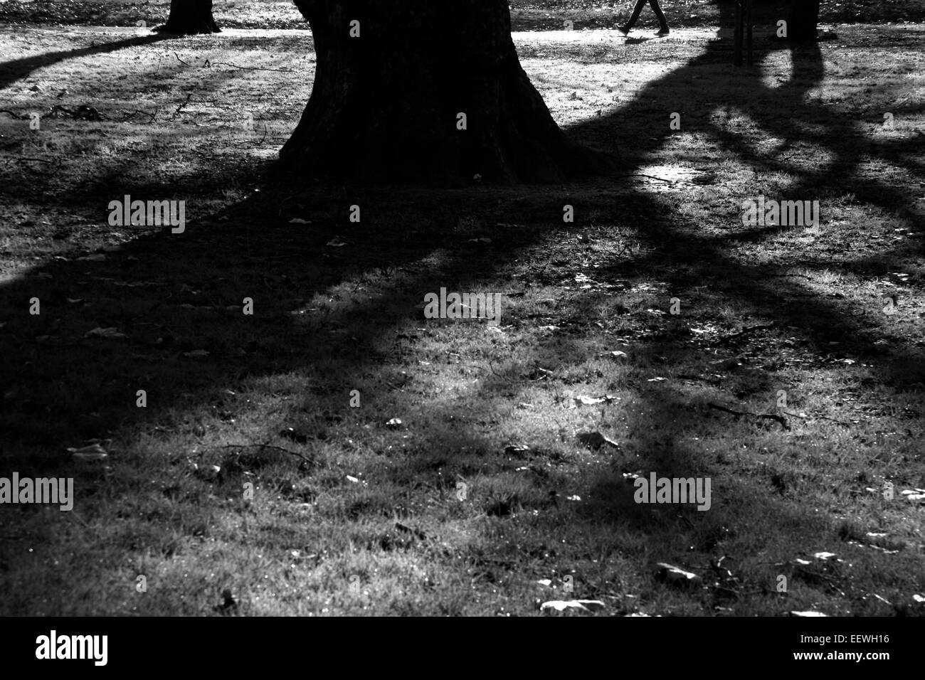 In inverno le ombre in Green Park, London, Regno Unito Foto Stock