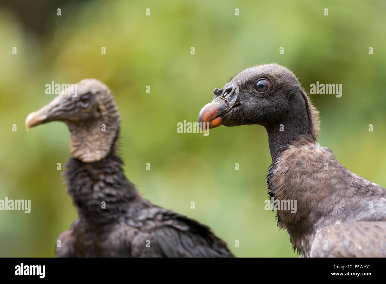 I capretti King Vulture Sarcoramphus papa e American avvoltoio nero (Coragyps atratus atratus) avviso permanente presso Boca Tapada, C Foto Stock