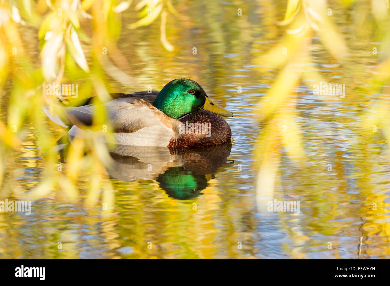 Drake Mallard Anas platyrhynchos appoggiandosi sotto autunno Willow Tree, Slimbridge, Gloucestershire, ottobre 2010. Foto Stock