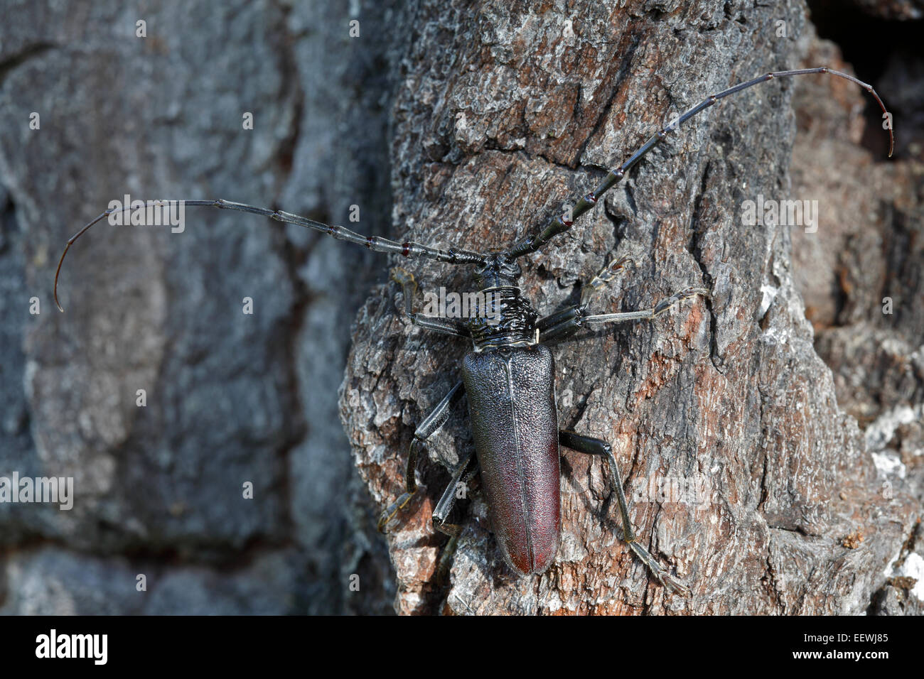 Grande Capricorno Beetle (Cerambyx cerdo) nel biotopo, Riserva della Biosfera dell'Elba centrale, Sassonia-Anhalt, Germania Foto Stock