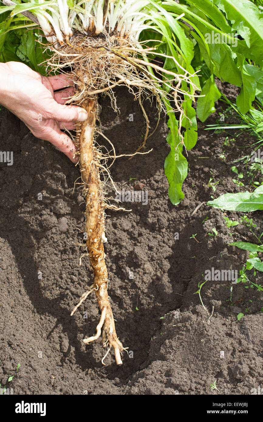 Le cicorie di Bruxelles, coffeeweed, cicorie, wild scarola, radice, portinnesto, Taproot, Wegwarte, Zichorie, Wurzel, Pfahlwurzel, Cichorium intybus Foto Stock