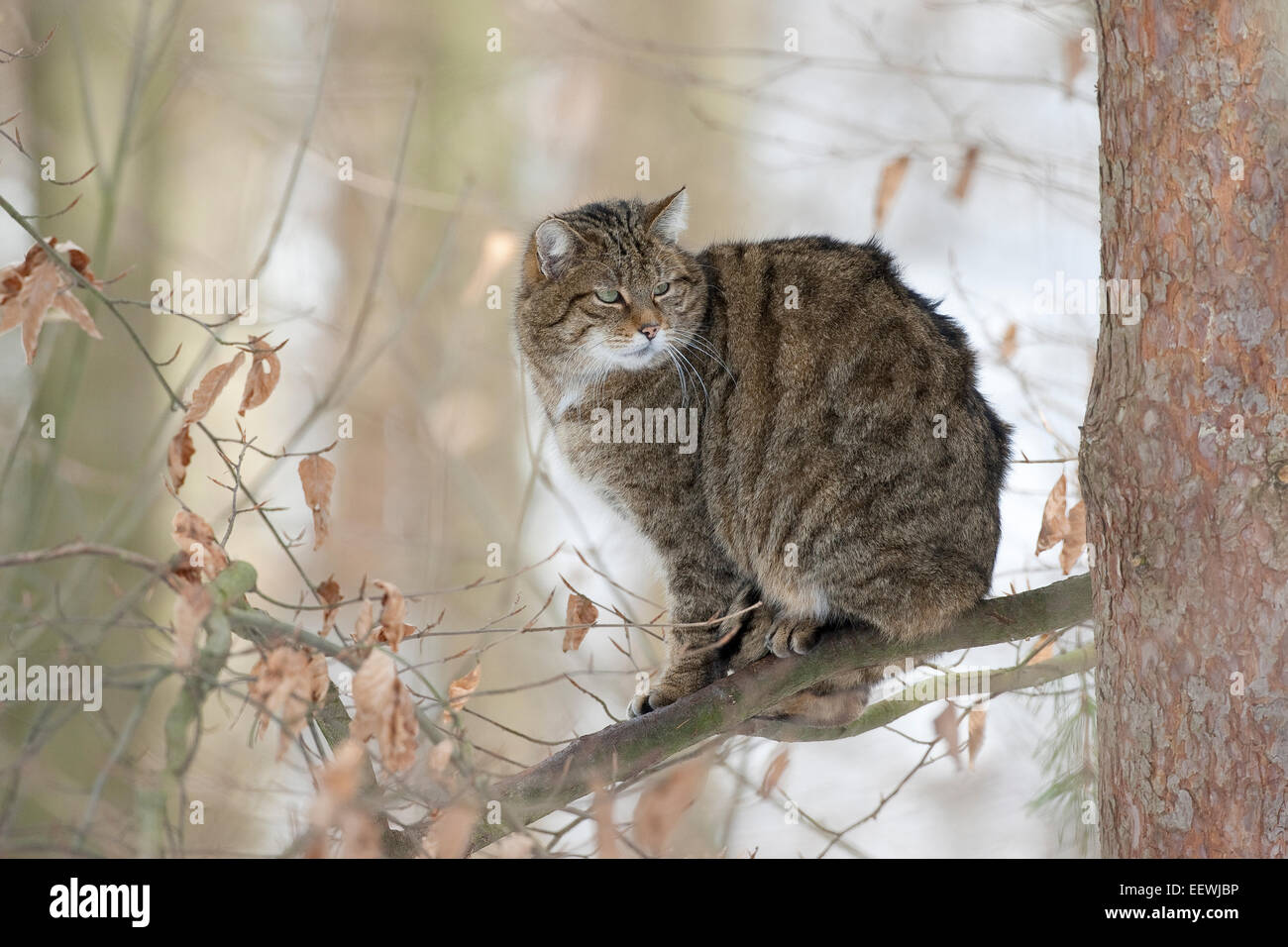 Il gatto selvatico, Wildcat, Wildkatze, Wild-Katze, Katze, Felis silvestris, chat haret, chat sauvage Foto Stock