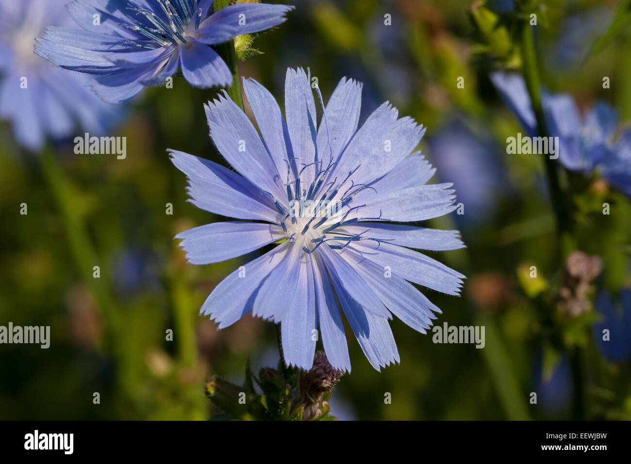 Cicoria, daisy blu, blu tarassaco, coffeeweed, horseweed, cicorie, wild scarola, Wegwarte, Zichorie, Cichorium intybus Foto Stock