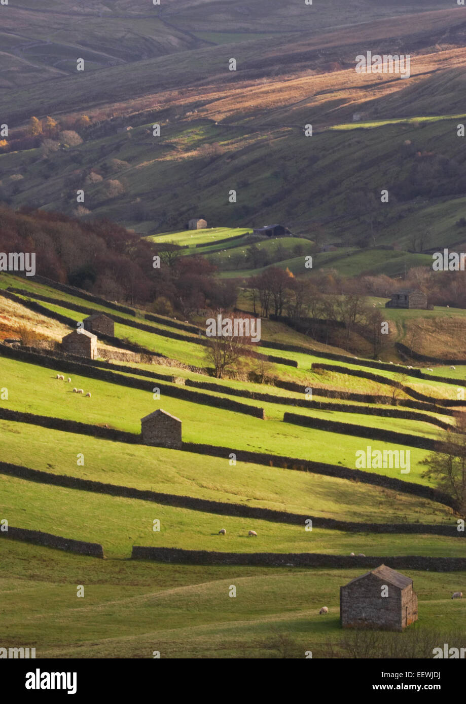 Thwaite Hill, Swaledale Foto Stock