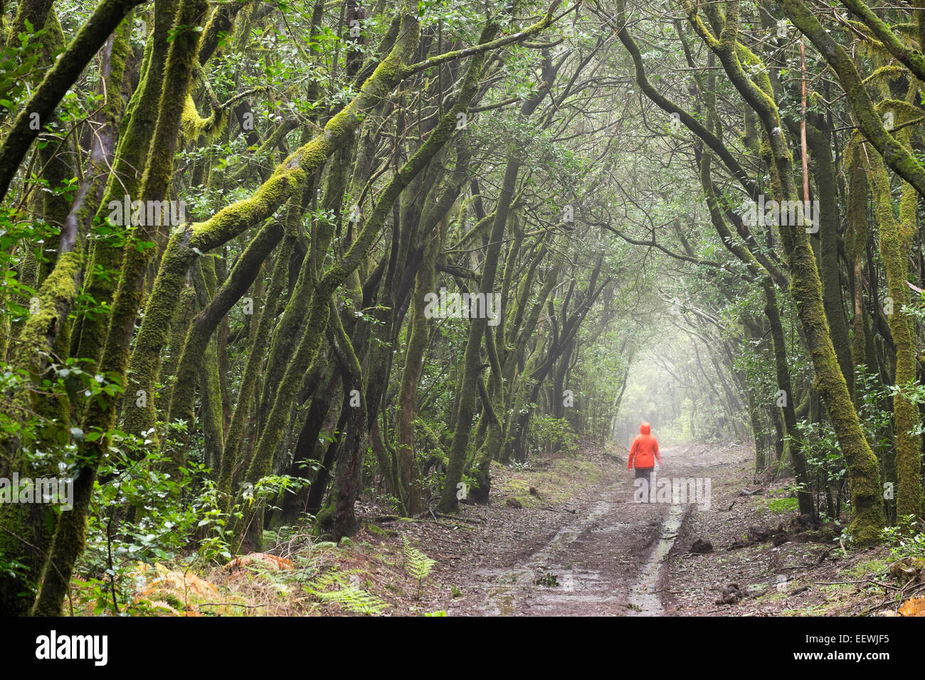 Via nella foresta nuvolosa, foresta laurel,, Garajonay La Gomera, isole Canarie, Spagna Foto Stock