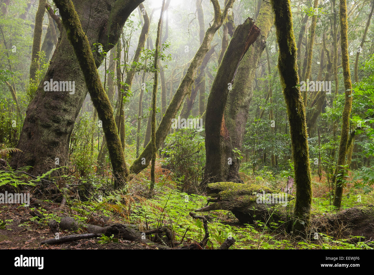 Cloud Forest, foresta laurel, Parco Nazionale di Garajonay, La Gomera, isole Canarie, Spagna Foto Stock