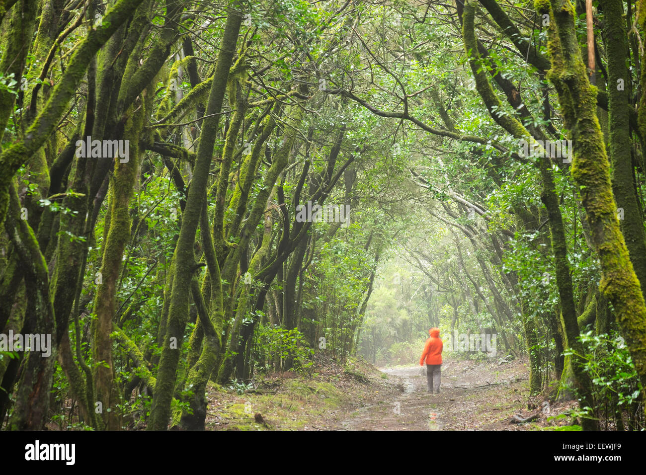 Via nella foresta nuvolosa, foresta laurel,, Garajonay La Gomera, isole Canarie, Spagna Foto Stock