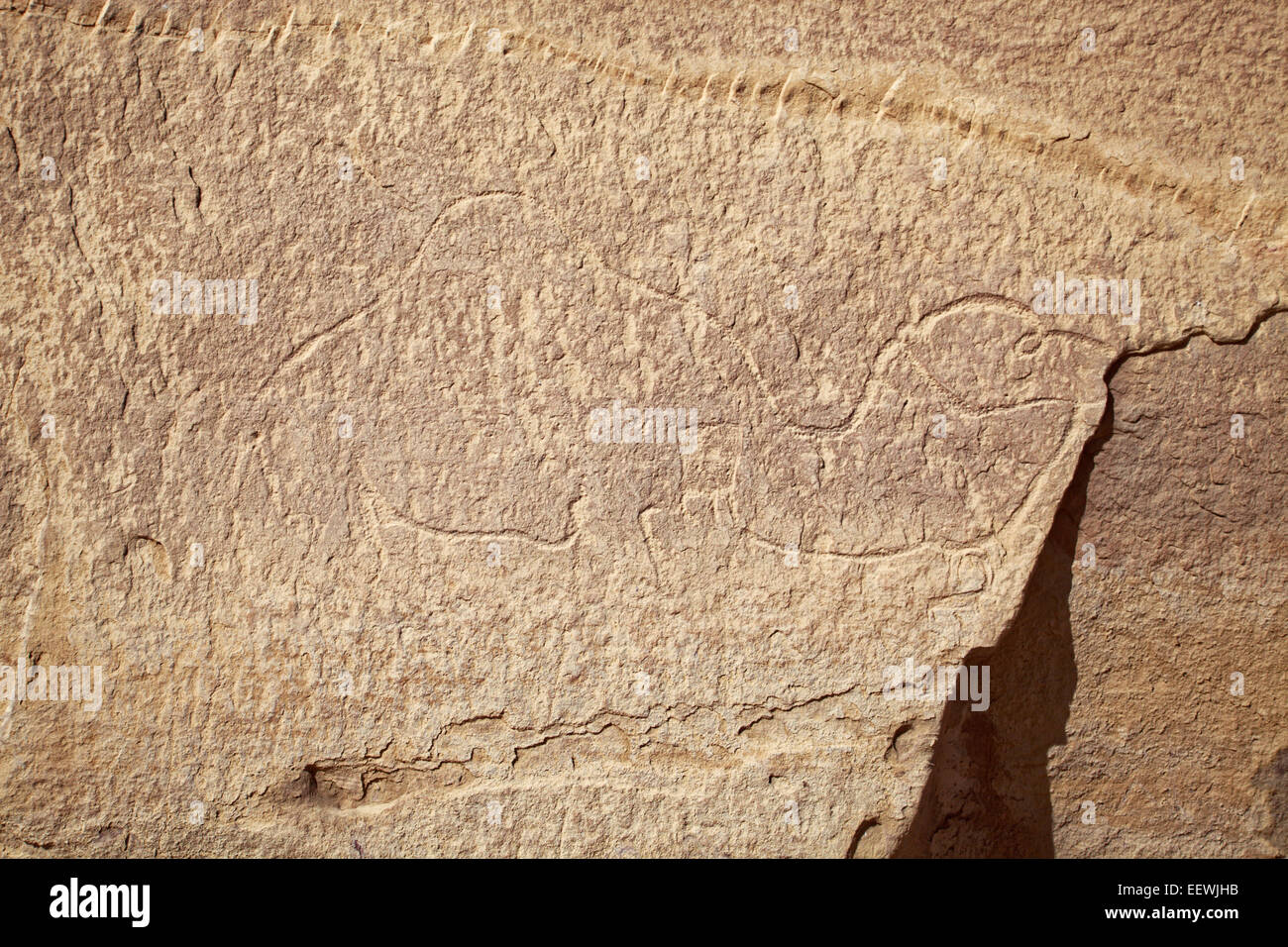 Roccia preistorica carving, camel, deserto Wadi Rum, Giordania Foto Stock